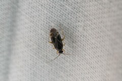 Plagiognathus amurensis