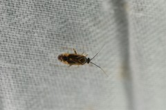 Plagiognathus amurensis