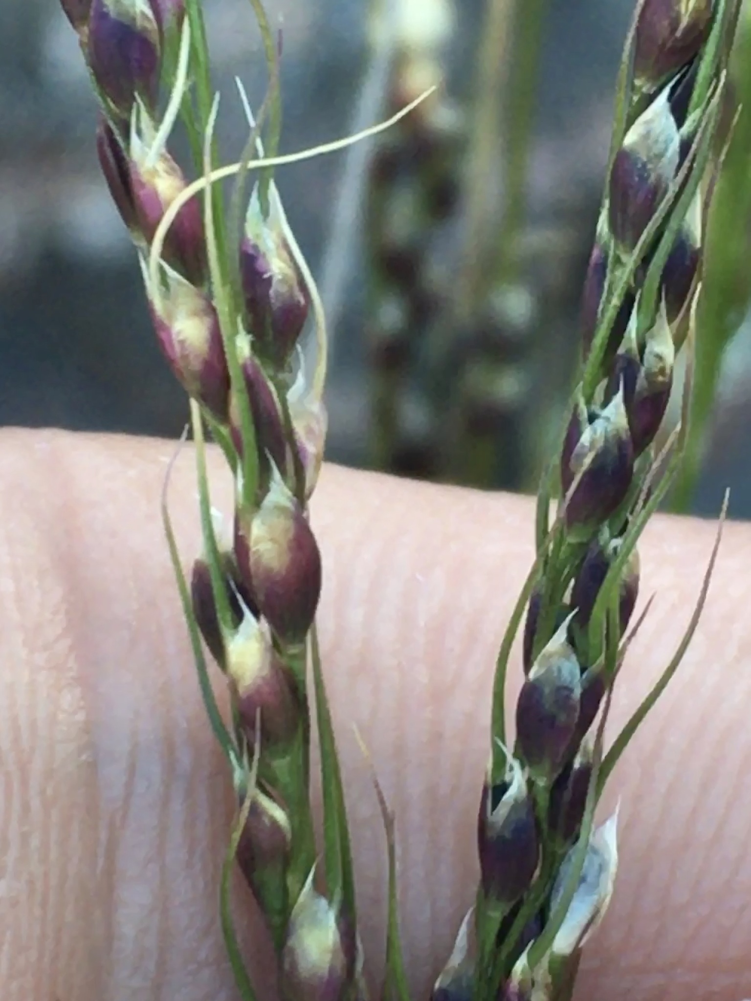 Nassella chilensis
