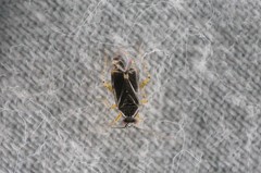 Plagiognathus amurensis