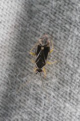Plagiognathus amurensis