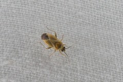 Plagiognathus amurensis