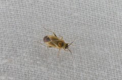 Plagiognathus amurensis