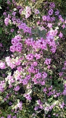 Lantana megapotamica