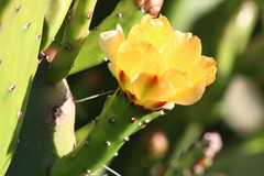 Opuntia bonaerensis