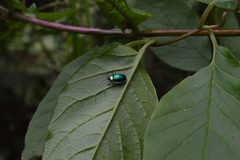 Asphaera albomarginata