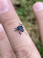 Alcaeorrhynchus