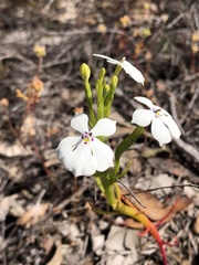 Isotoma hypocrateriformis