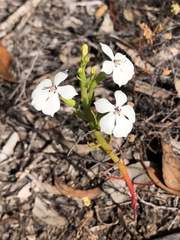 Isotoma hypocrateriformis