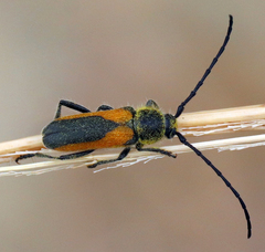 Crossidius pulchellus