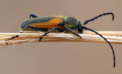 Crossidius pulchellus