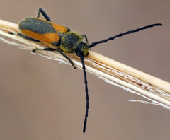 Crossidius pulchellus