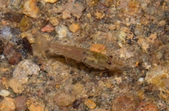 Caridina cantonensis