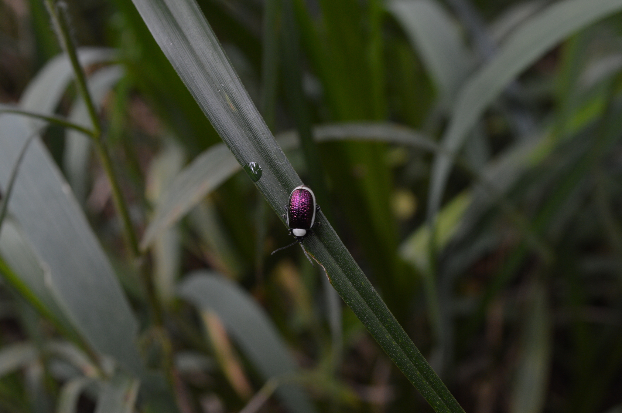 Chrysomelidae image