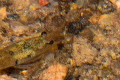 Caridina cantonensis