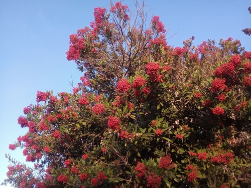 iNaturalist observation photo of Toyon