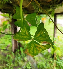 Puccinia oxalidis