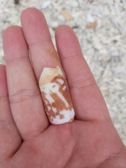 Conus striatus