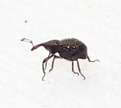 Cyrtobagous salviniae