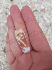 Conus striatus
