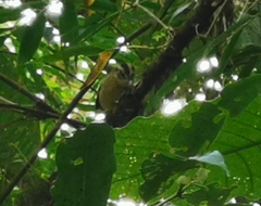 Basileuterus punctipectus