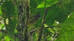 Basileuterus punctipectus