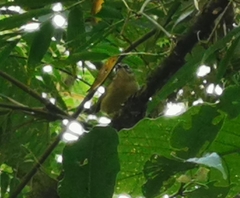 Basileuterus punctipectus