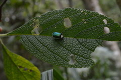 Asphaera albomarginata