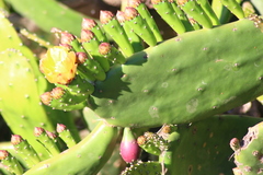 Opuntia bonaerensis