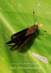 Cymaenes tripunctus