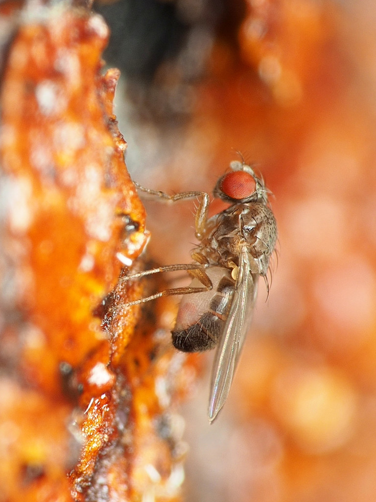 Drosophila affinis