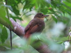 Anabacerthia variegaticeps