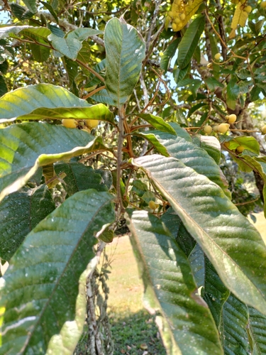 Image of Native Tamarind (Diploglottis diphyllostegia) by (c) Matthew Borella, some rights reserved (CC BY)