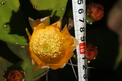 Opuntia bonaerensis