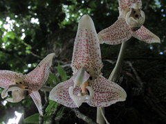 Stanhopea