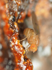 Drosophila tripunctata