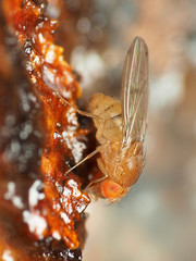 Drosophila tripunctata