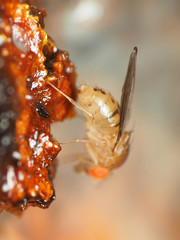 Drosophila tripunctata