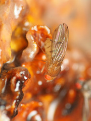 Drosophila tripunctata