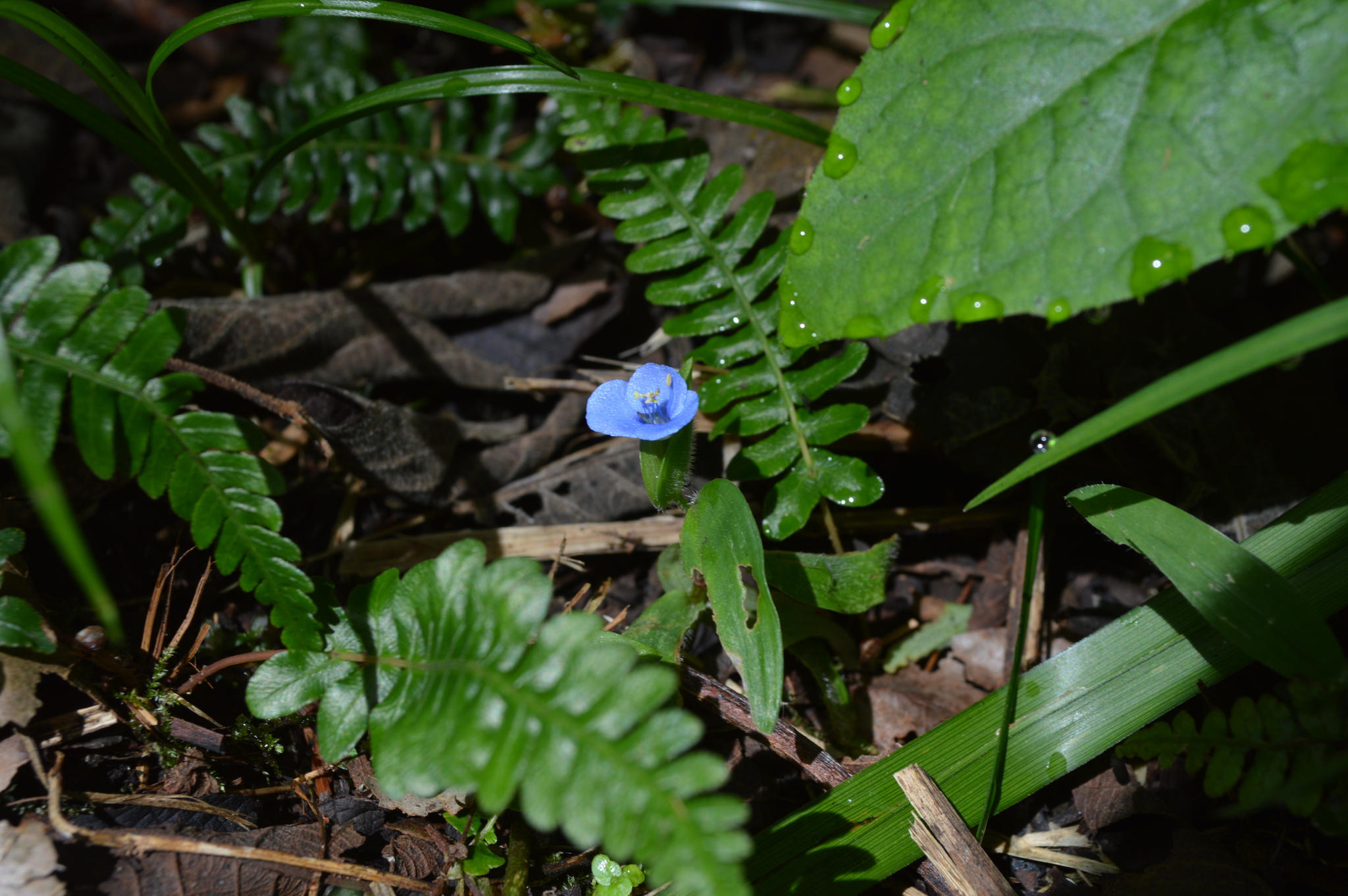 Commelina image