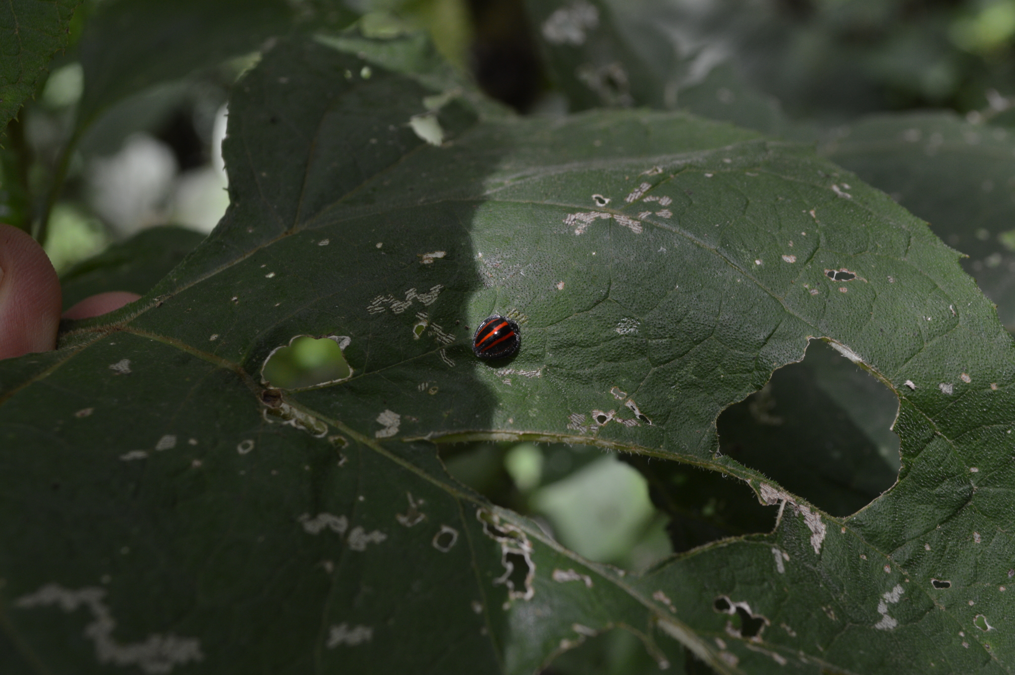 Toxotoma image