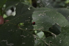 Toxotoma monovittata
