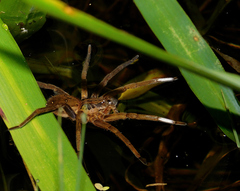 Ancylometes concolor