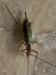 Oecanthus pini