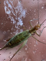 Oecanthus pini