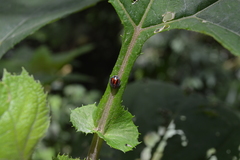 Toxotoma monovittata