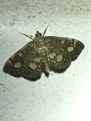 Anania coronata