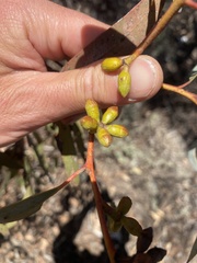 Eucalyptus cyanophylla