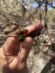 Eucalyptus cyanophylla