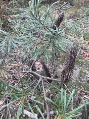 Banksia collina